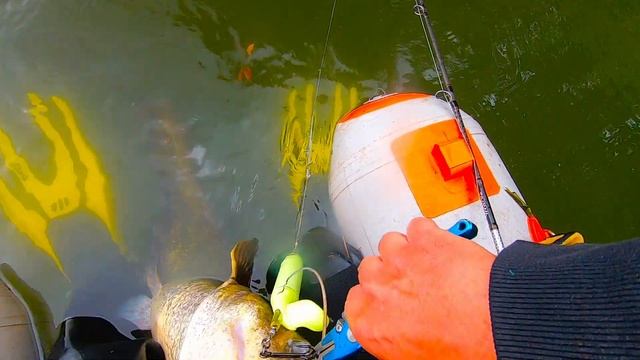 Whopper plopper , silures à vue et attaques en direct ... boum !!! смотреть онлайн