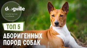 ТОП 5 Аборигенных пород собак