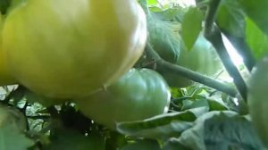 Томат Медовый. Продолжает радовать хорошим урожаем.