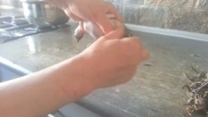 Забой и потрошение перепелов своими руками