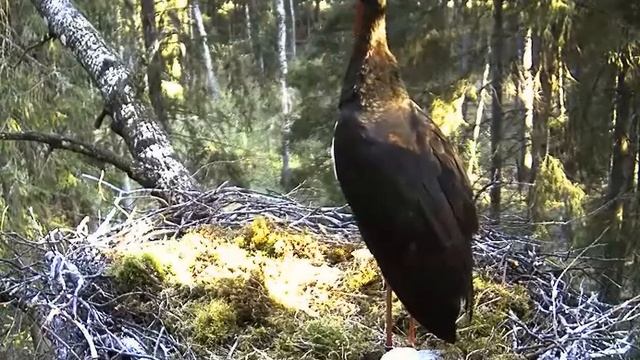 Black Stork cam - 10may09 - Padis waiting/preening 2 смотреть онлайн