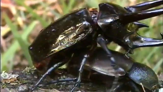 Recorded the sounds of the Caucasus beetle's mating behavior in the jungles of Malaysia.rhinoceros смотреть онлайн