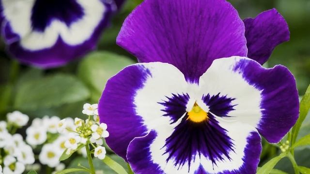 Анютины глазки. Выращивание. Уход.