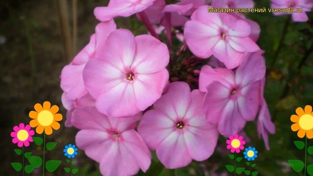 Флокс метельчатый Литтле Принcесс. Краткий обзор, описание phlox paniculata Little Princess смотреть онлайн