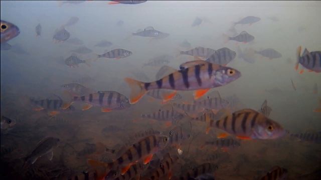 Подводные съемки. Ловим окуня на безмотылку, блесну и мормышку смотреть онлайн