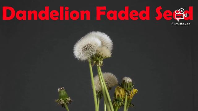 Lily Flower Bloom, Dandelion, Bellflower Bloom,Apple & Cherry Blossom, Bear's Garlic,Chestnut Bloom смотреть онлайн