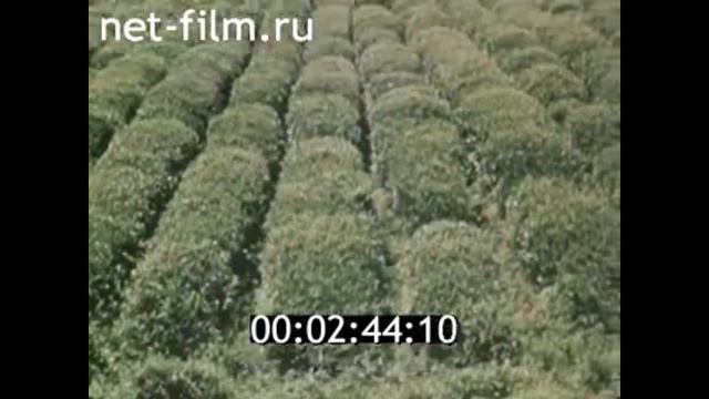 1969г. Колхида. река Риони. город Поти. Грузия. смотреть онлайн