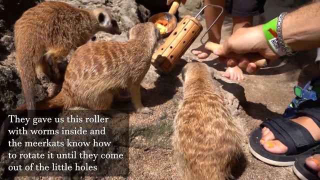 BALI SAFARI UNBELIVABLE EXPERIENCE смотреть онлайн