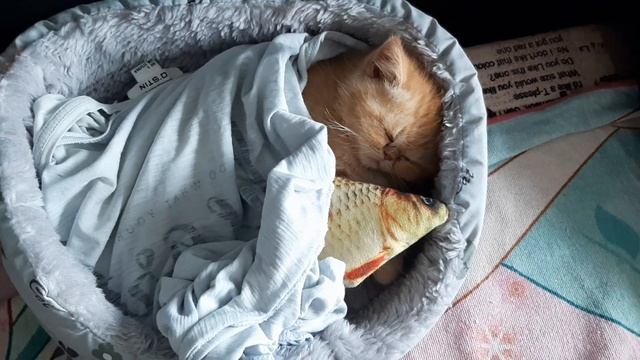 Рыжик смотреть онлайн