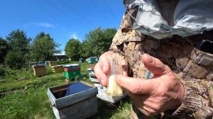 КАК СДЕЛАТЬ ОТВОДОК И ПОДСАДИТЬ ПЛОДНУЮ МАТКУ, ОТЛИЧНЫЙ РЕЗУЛЬТАТ!!!