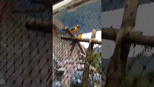годонин. зоопарк. (4) смотреть онлайн
