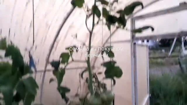 20 июля 2020 г. Обзор теплички/обрезка томатов/обрезка черевишни смотреть онлайн