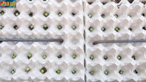 Лотки для яиц применение / 8 полезных идей для дачи