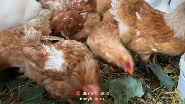 Царская жизнь// Куры Мини мясные палевые и Бресс Гальцы//Мускусная Белая утка тяжёлой линии смотреть онлайн