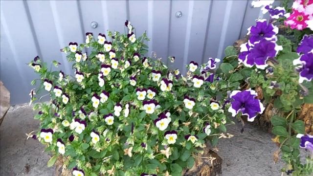 Для Любителей Флоры // Что Растет в Теплице у Кумы // смотреть онлайн