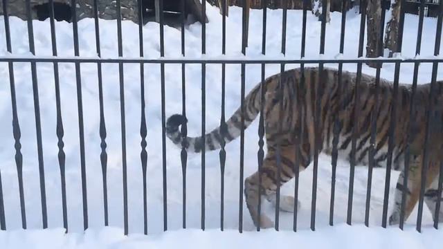 Проход тигра. смотреть онлайн