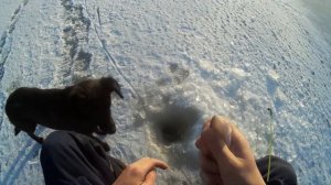 На рыбалку с собакой. Зимняя рыбалка на окуня 2018.