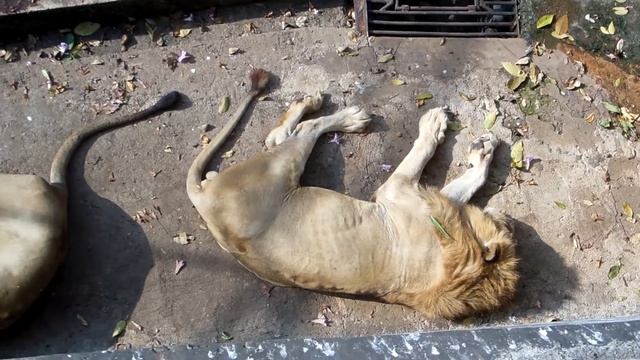 Lions Having a nap @ Zoo - Mt,Lavinia, Sri Lanka смотреть онлайн