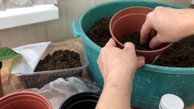 Летнее хранение клубней. Повторное цветение Глоксиний смотреть онлайн