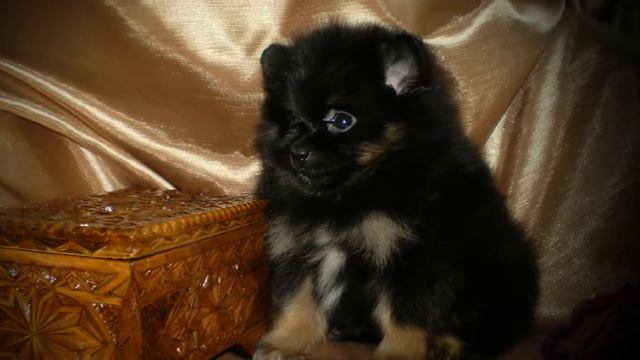 Померанские шпицы! Питомник FCI Cherlis hayz смотреть онлайн