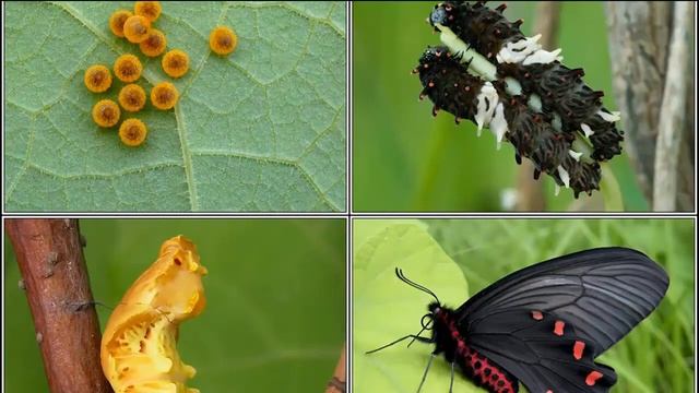 АЛКИНОЙ - Бабочка, любящая кирказон