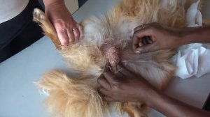 Remove mango worms from dog - Remove mango worms from dog skin Удалите манговых червей с кожи собак