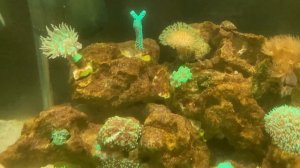 Диатомовые водоросли разбушевались, не успеваю их чистить.