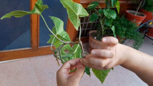 Care And Propagation Of Syngonium Plant || 28 March, 2017