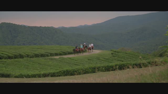 Мацеста чай