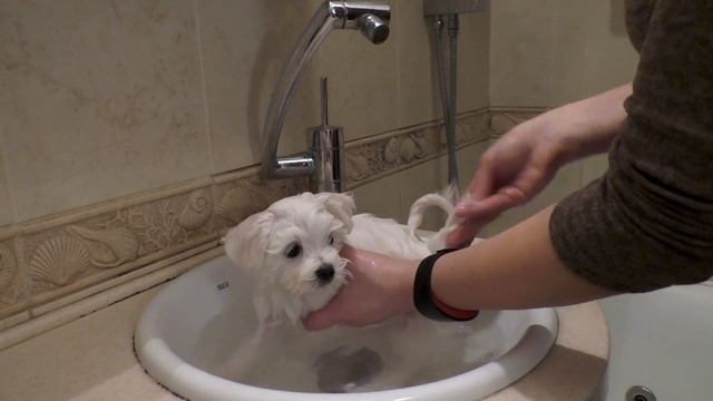 Первое купание щенка мальтезе /Fisrt Maltese Bathing смотреть онлайн