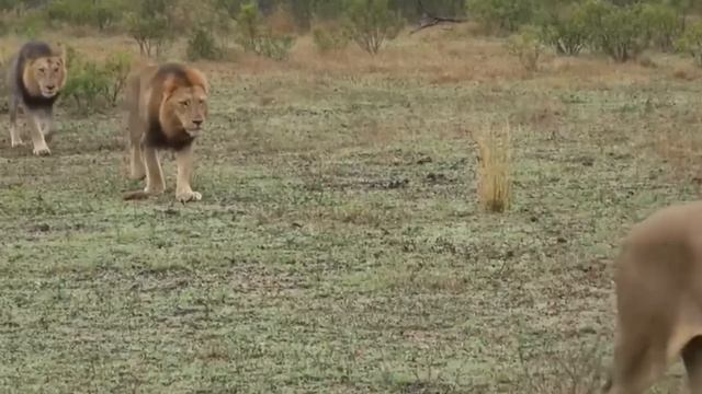 ESTA FUE LA ÚLTIMA PELEA DE MR. T - Todos Temían El Ataque De Estos Leones смотреть онлайн