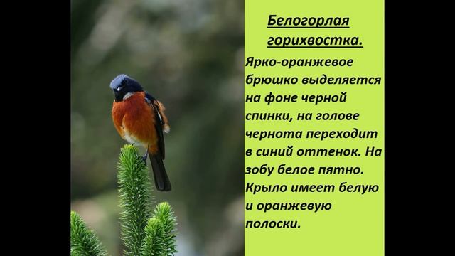 Горихвостка - красивая птица небольшого размера, которая относится к отряду воробьинообразных. Виды смотреть онлайн