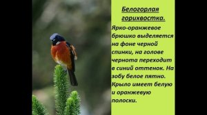 Горихвостка - красивая птица небольшого размера, которая относится к отряду воробьинообразных. Виды