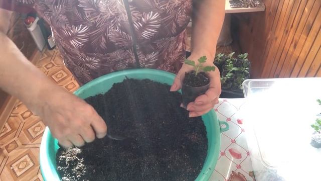 Укорененные черенки хризантемы мульти переваливаем в грунт. #какчеренковатьхризантему# смотреть онлайн