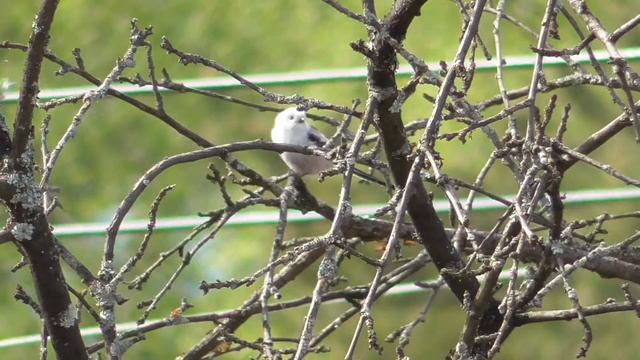 Длиннохвостая синица весной [Aegithalos caudatus] смотреть онлайн