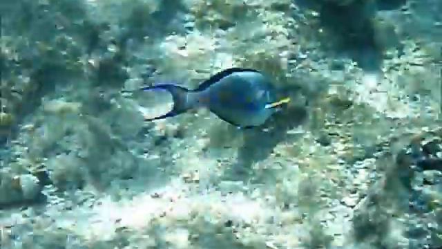Egipt Harmony Makadi Bay Morze Czerwone rafa Egypt Red Sea reef last minute Kalisz смотреть онлайн