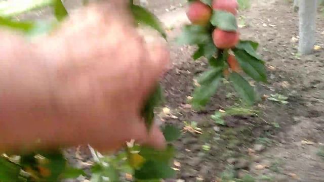 Обзор персика Кондор. Формировка чаша.10.07.2022г. смотреть онлайн