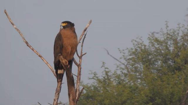 Crested Serpent 🦅 calling 🐦 смотреть онлайн