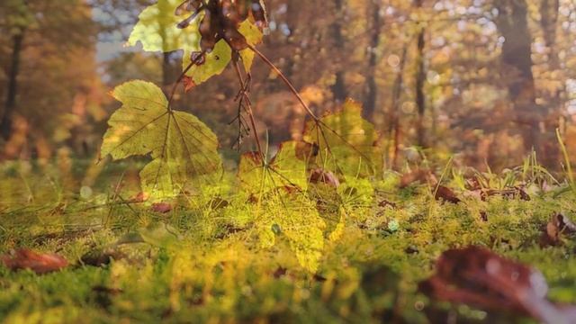 Dun Angus (Alan Simon & Maite Itoiz). смотреть онлайн