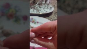 как я пробую добыть семена анемоны японской в январе 2024