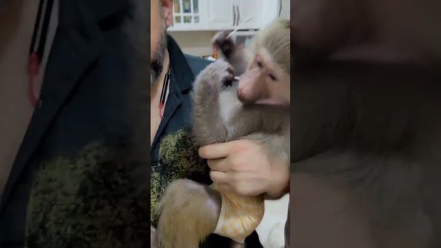 ТАЙГАН -Почему Стёпа и Маня не растут?Сравним с одногодками?!#тайган #@NikiandLuna смотреть онлайн