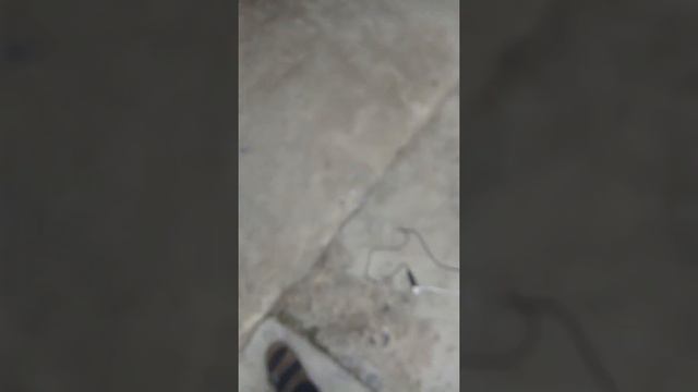 Test Comănești-Lapoși în cartierul Chercea din Brăila смотреть онлайн