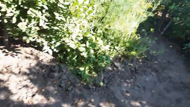 в ОГОРОДЕ пусто, выросла КАПУСТА... #огород #огородИюль #капуста #Сибирь смотреть онлайн
