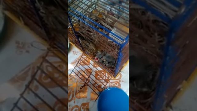 Кормим выпавших из гнезда птенцов. Прибавление в Благовесте. смотреть онлайн