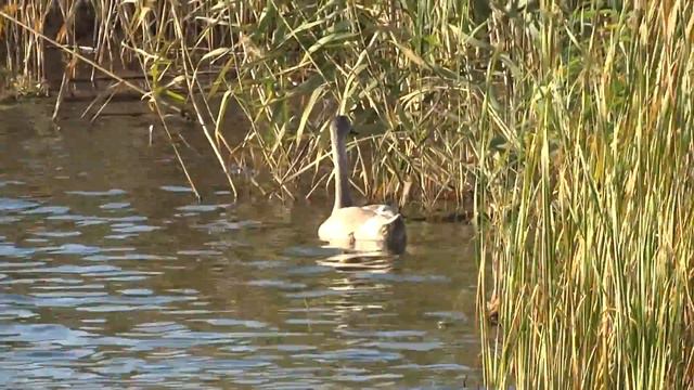 2014.10.14.(08.)_Ch._H.-Transfiguration-in-Gusintsy_Bells_Grey swan_042939++++ смотреть онлайн