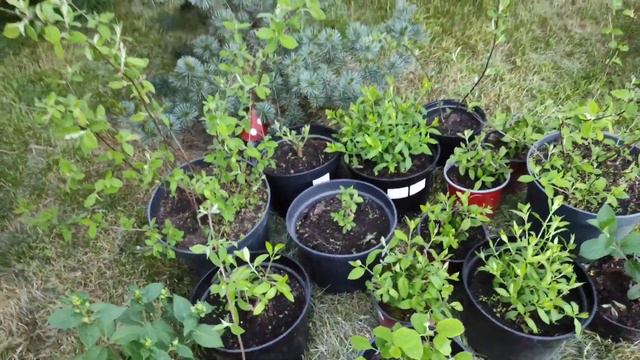 Гортензии от @user-wj6rv7nl7r и кусочек моего сада смотреть онлайн