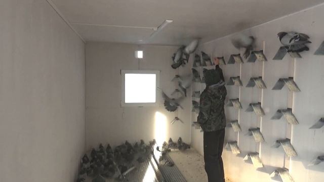 Николаевские голуби город Тюмень. Показ голубей в гонном отделении смотреть онлайн