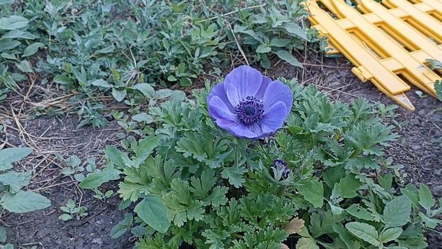 Цветение Анемоны смотреть онлайн