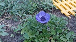 Цветение Анемоны