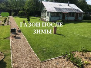 Газон выход после зимы